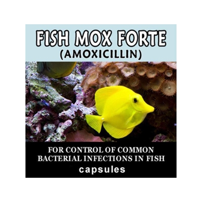 Fish Mox Forte- Amoxicillin 500mg