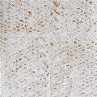 Elitis Natural Mood Laca Salvaje VP 916 03.  Dirty white faux reptile skin embossed vinyl wallpaper.  Click for details and checkout >>