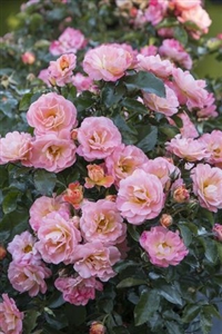 Pink Drift Roses - 2 Gallon