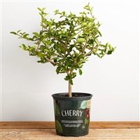 Cherry Barbados Plant - 1 Gallon