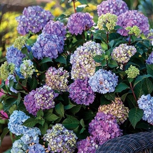 Endless Summer Hydrangea BloomStruck Floral Plant - 2 Gallon