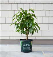 Soursop Fruit Plant - 1 Gallon