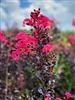 First Editions Midnight Magic Crape Myrtle Plant  - 2 Gallon