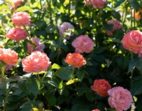 Knock Out Coral Roses - 2 Gallon
