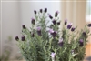 Lavender Perennial Flower Plant - 7 inches