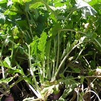 Appin Turnip Seed - 15 Lbs.