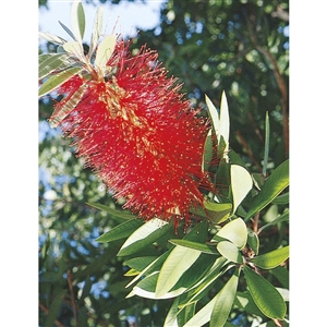 Bottlebrush Tree Plant - 1 Gallon