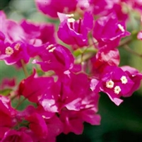 Bougainvillea - 1 Gallon