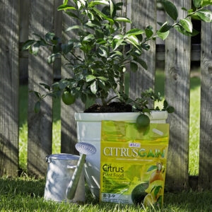 BGI Citrus 8-3-9 Plant Food - 2 lb