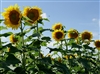 Clearfield Lonesome Dove Sunflower Seeds - 10 Lbs.