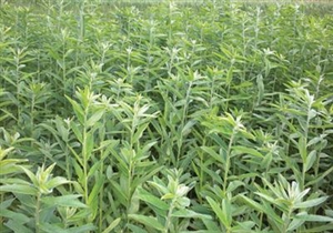 Sunn Hemp Seeds (Coated and Inoculated) - 25 Lbs.