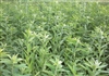 Sunn Hemp Seeds (Coated and Inoculated) - 5 Lbs.