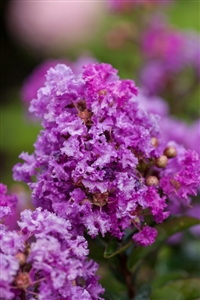 (Backorder till Spring 2024) Crape Myrtle (Purple Magic) First Editions Plant - 2 Gallon