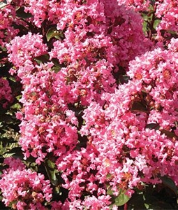 Crape Myrtle (Magic Coral)  - 1 Gallon