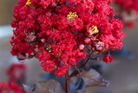 Black Diamond Crape Myrtle (Red Hot) - 1 Gallon