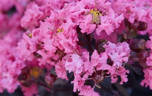 Black Diamond Crape Myrtle (Shell Pink) - 2.25 Gallon