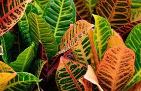 Croton Plant 1 Gallon