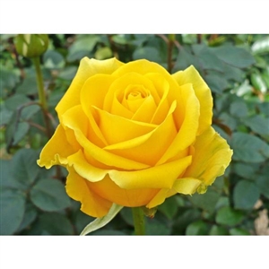 Rose Duet (Multi-Colored) Plant - 2 Gallon