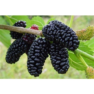 Dwarf Mulberry Tree 1 Gallon