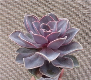 Echeveria Perle Von Nuremberge Succulent - 4.5"