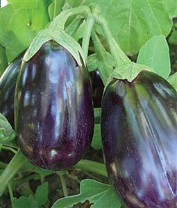 Eggplant Black Beauty Seed - 1 Packet