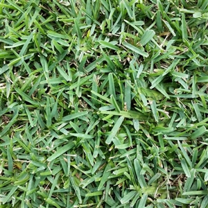 Floratam Grass Plugs - 1 Tray