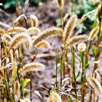 German R Foxtail Millet Seed- 25 Lbs.