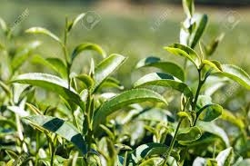 Green Tea Plant - 1 Gallon