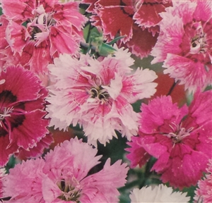 Pinks Dianthus Seed - 1 Packet