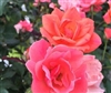 Knock Out Coral Roses - 1 Gallon