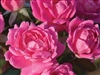 Knock Out Double Pink Roses - 1 Gallon