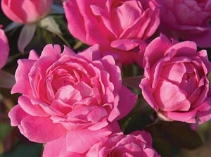 Knock Out Double Pink Roses - 1 Gallon