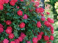 Knock Out Double Red Roses - 2 Gallon