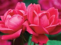 Knock Out Red Roses - 2 Gallon