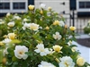 Knock Out Sunny Yellow Roses - 2 Gallon