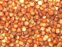 Milo Grain Sorghum Seed - 10 Lbs.