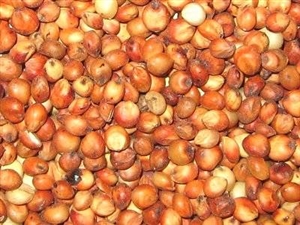 Milo Grain Sorghum Seed - 5 Lbs.