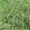 Red River Crabgrass Seed