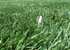 Rendition Turf-type Tall Fescue Grass Seeds - 5 lbs.