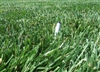 Rendition Turf-type Tall Fescue Grass Seeds - 50 lbs.