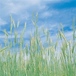 Seed Ranch Rye Cereal Grain Seed