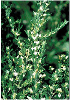 Sericea Lespedeza Seed (Un-Hulled) - 10 Lbs.