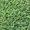 Seville Grass Plugs - 1 Tray