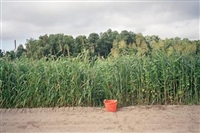 Sorghum Sudangrass Seed - 50 lbs.