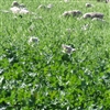 Swede Major Plus Seed - 25 Lbs.