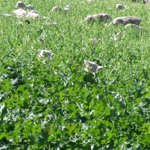 Swede Major Plus Seed - 25 Lbs.