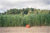 Xtra Graze BMR Sorghum Sudangrass Seed - 1 Lb.