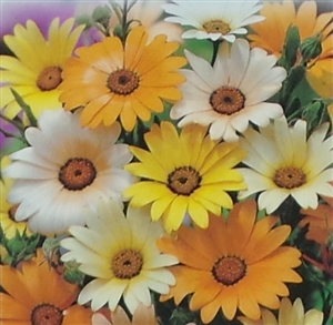 African Daisy Mixed Colors Seed - 1 Packet