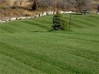 After Midnight Kentucky Bluegrass Seed - 50 Lbs.
