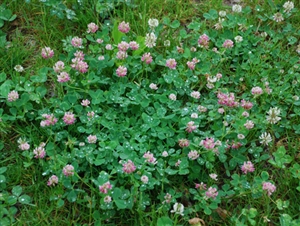 Alsike Clover Seed - 1 Lb.